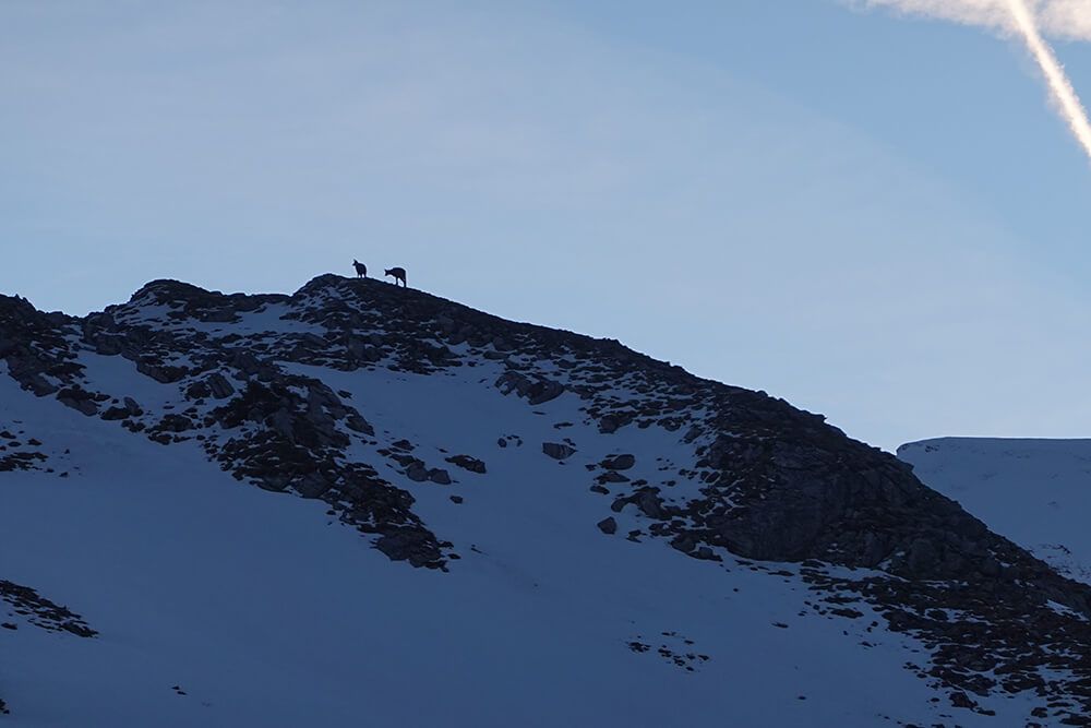 Chamois en montagne: au dessus du refuge du Grnairon