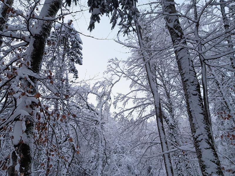 Forêt enneigée à Viuz-en-Sallaz